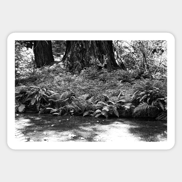 Muir Woods Study 10 Sticker by bobmeyers